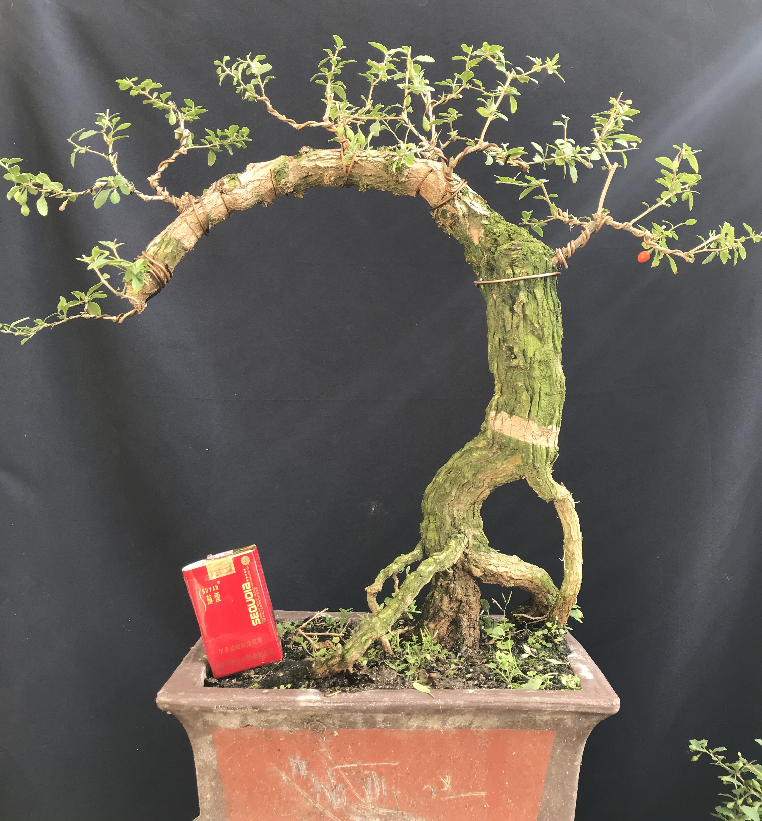 枸杞苗老桩盆栽提根盆景阳台庭院观赏果树食用绿植