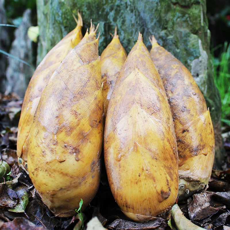 竹笋冬笋临安新鲜5斤装野生鲜笋现挖笋毛当季竹笋
