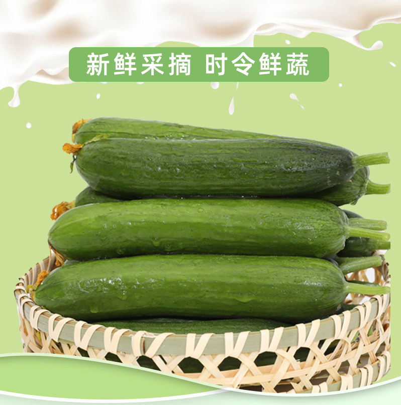 蔬菜水果黄瓜新鲜小黄瓜小青瓜孕妇时令助农山东黄瓜