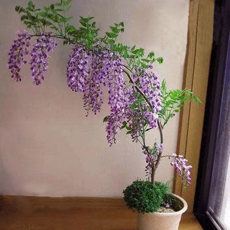 多花紫藤花树苗盆栽爬藤植物庭院围墙四季开花花卉