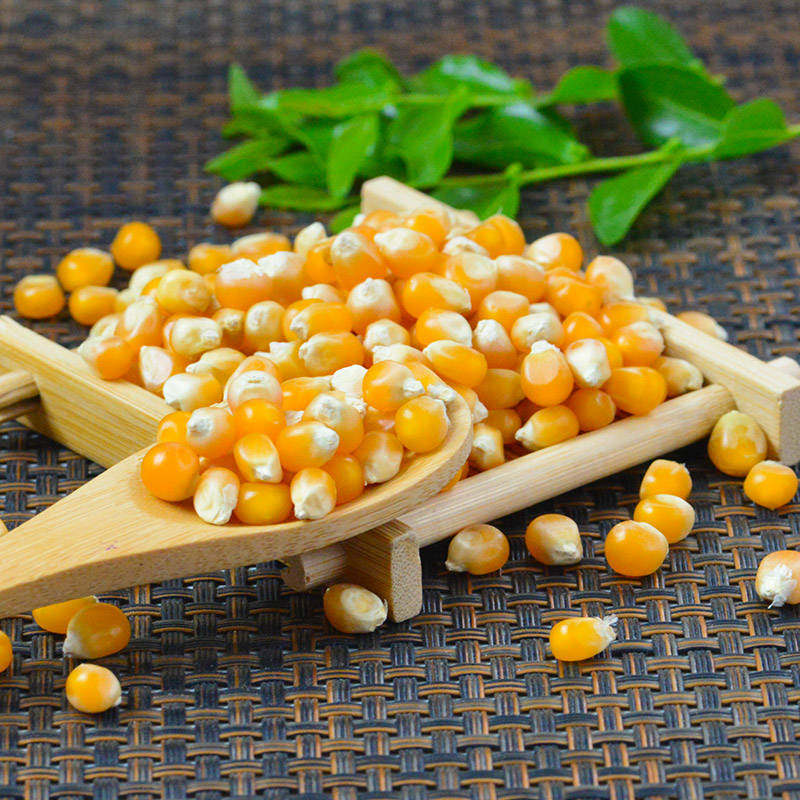 爆裂小玉米粒爆米花专用玉米粒微波爆花玉米原料球形蝶形2斤