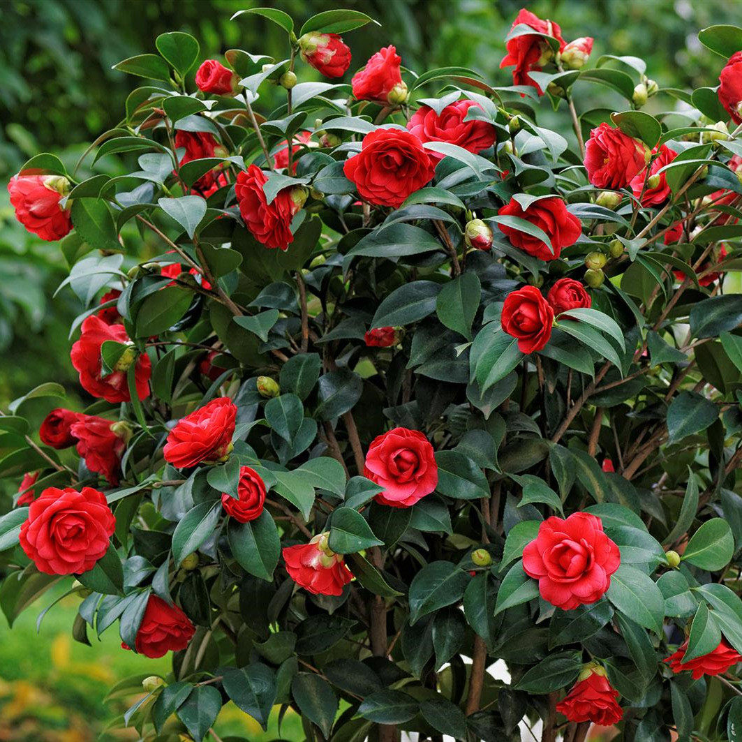 茶花树苗四季常青庭院阳台花园绿化花卉