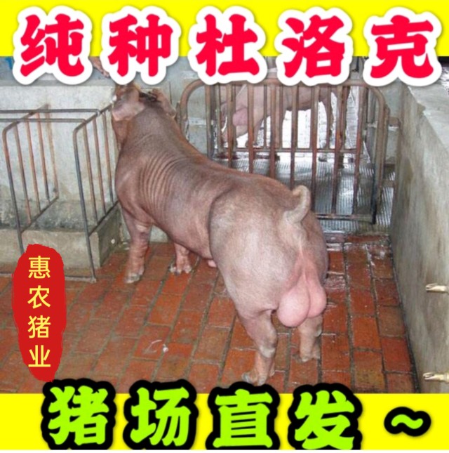 太湖母猪30斤长太二元r苏太小母猪杜洛克长白大约克种
