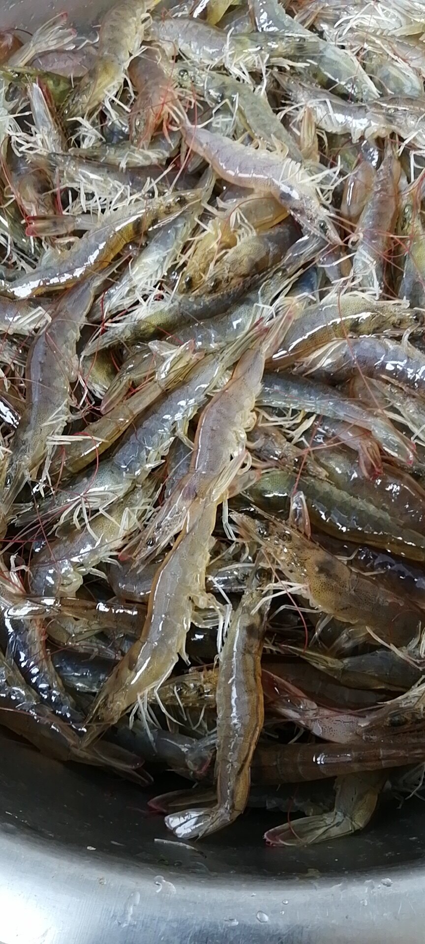 鲜活新鲜海水中对虾新鲜海鲜水产冷冻白刺虾青虾冻虾