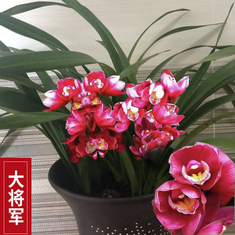 兰花苗蕙兰浓香紫灵仙子四季建兰盆花室内花卉植物盆栽阳台好养应