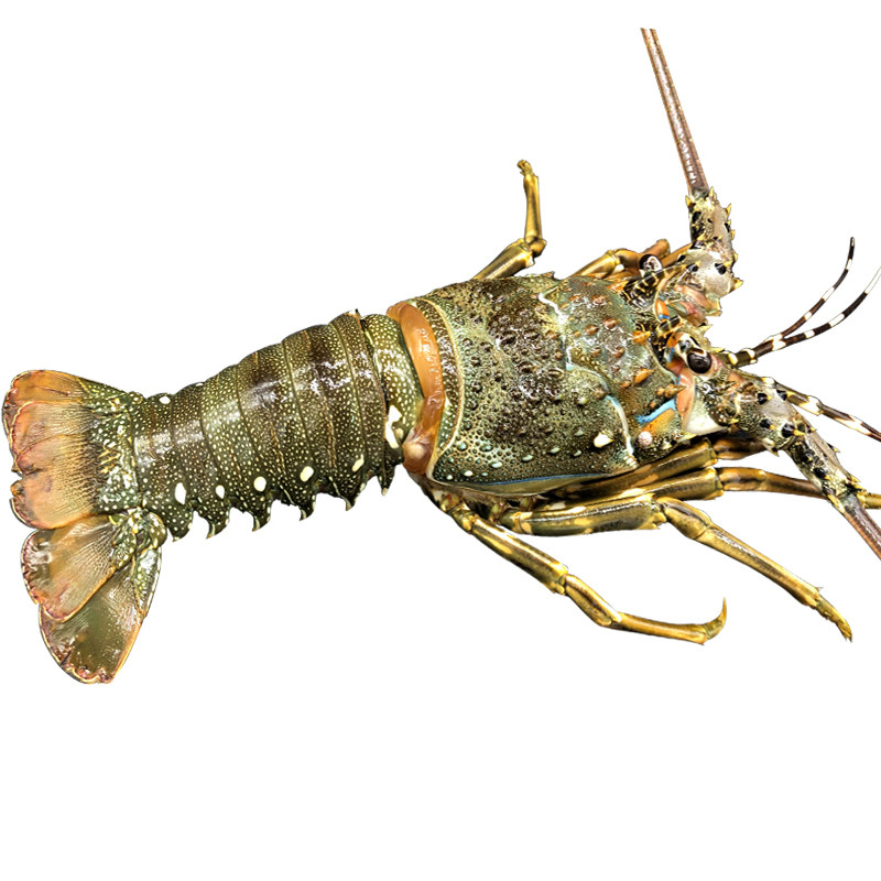 龙虾冷冻小青小青龙进口海鲜水产新鲜澳洲澳大利亚冻虾