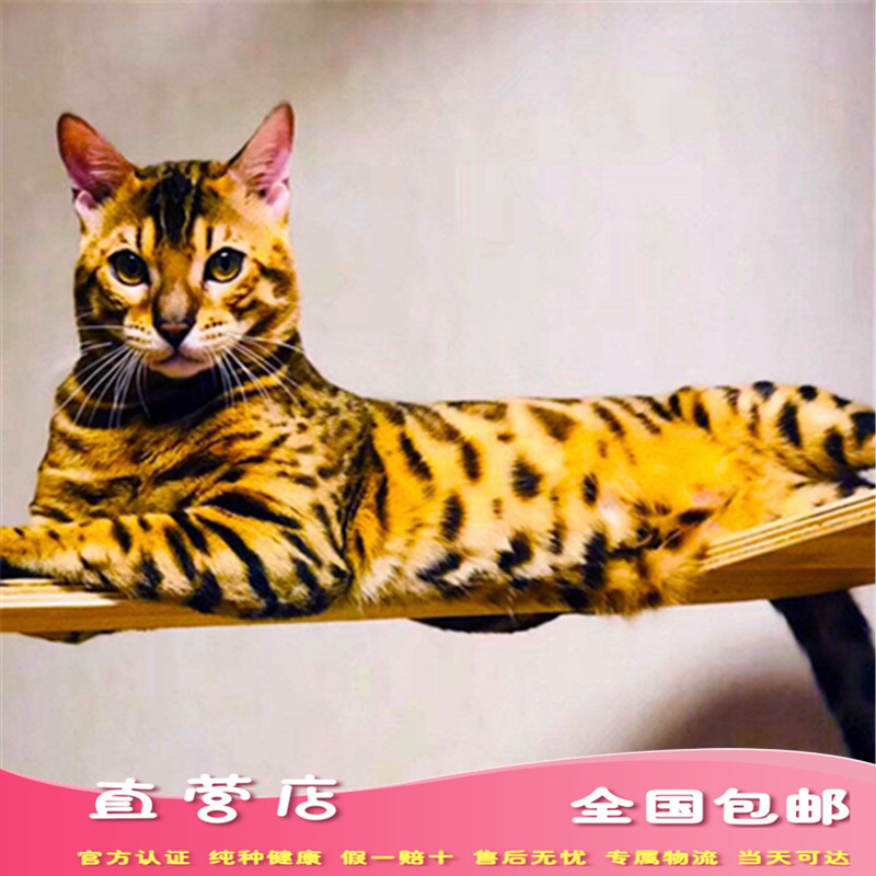 孟加拉石虎猫宠物活体虎猫狸猫豹猫银豹山雪豹金豹猫咪