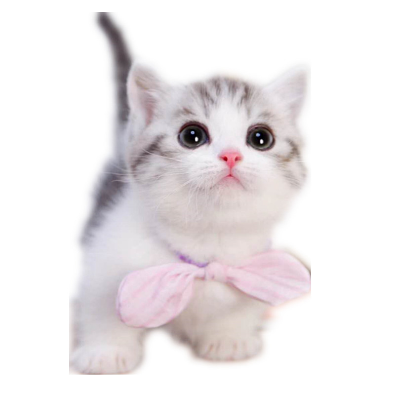 纯种美短白起司矮脚猫幼猫虎斑川纹折耳卷耳曼猫咪