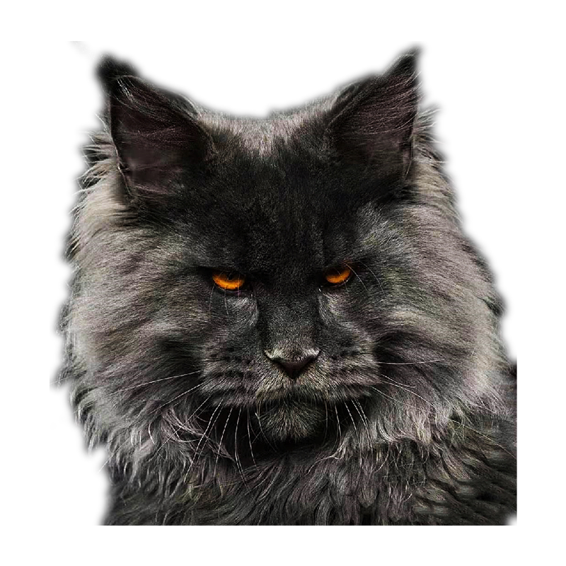 西安猫舍缅因长毛西伯利亚森林巨型大型宠物银虎猫咪