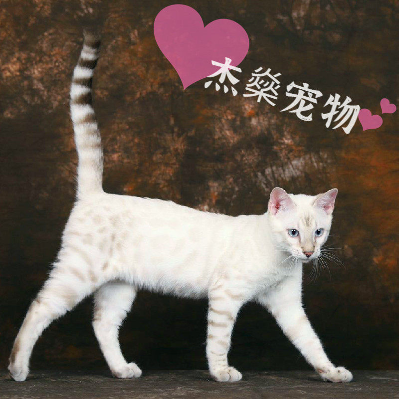 孟加拉豹猫雪豹银豹金钱豹山猫石虎铜钱猫红金豹猫咪