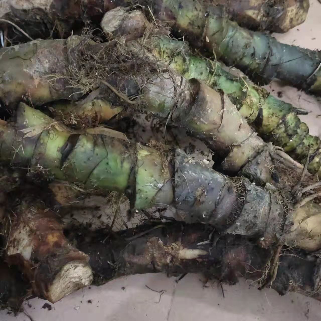 刺芋新鲜勒慈姑钩勒芋天河芋水钩芋藕勒慈茹手机保护套