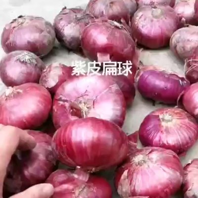 水果洋葱新鲜果蔬农产品甜味凉拌生吃脆甜紫色扁洋葱农家自种10斤