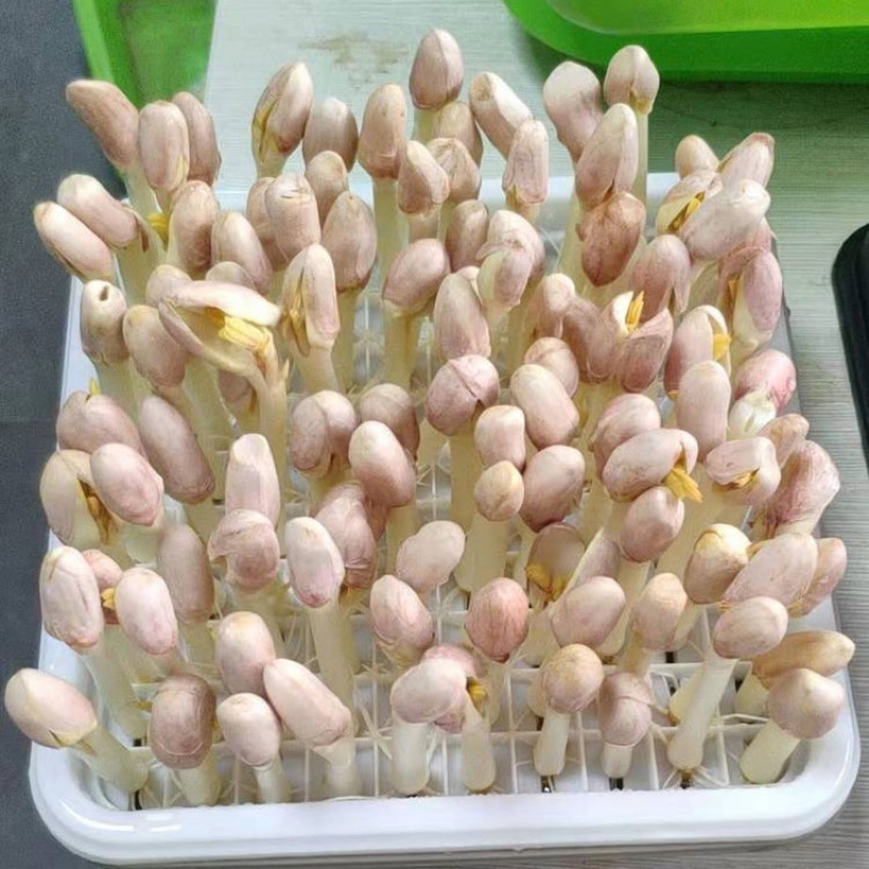 花生种植盆花芽水培箱发芽神器芽苗菜育苗豆苗花盆