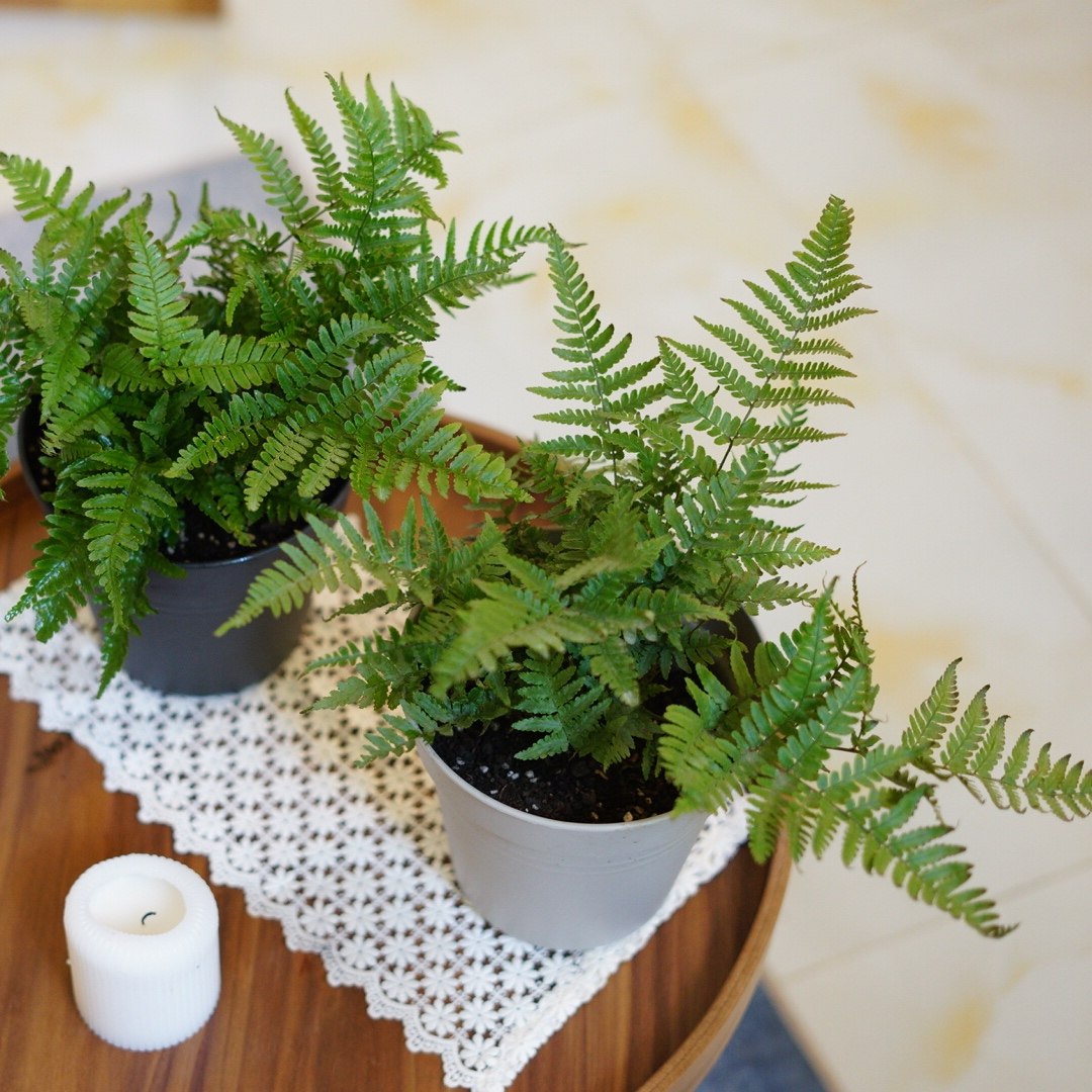 小椿日彩虹蕨红盖鳞毛耐阴绿植庭院盆栽多年生净化空气绿植