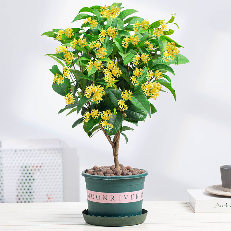 桂花盆栽树苗浓香香型老桩四季金桂庭院室内外时令草本花卉