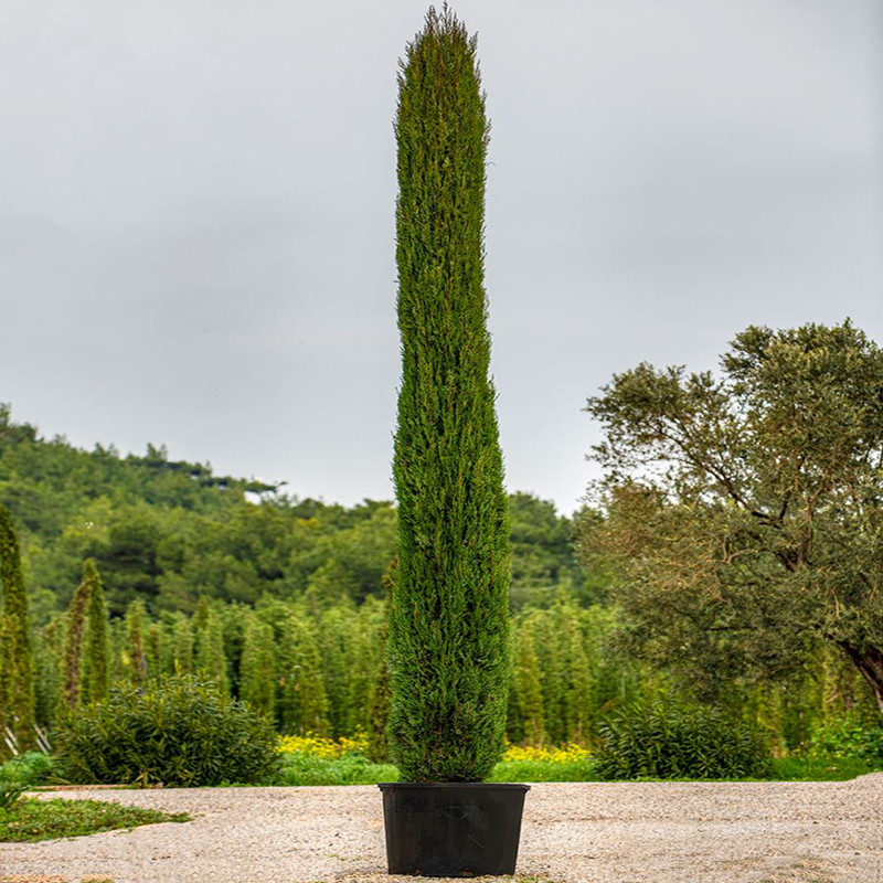 柏树树苗龙柏苗宝宝塔松树塔侧柏扁柏清明扫墓行道树