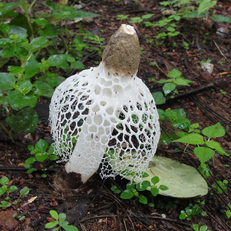 竹荪干货特级野生长裙菌菇无硫四川通江特产竹荪
