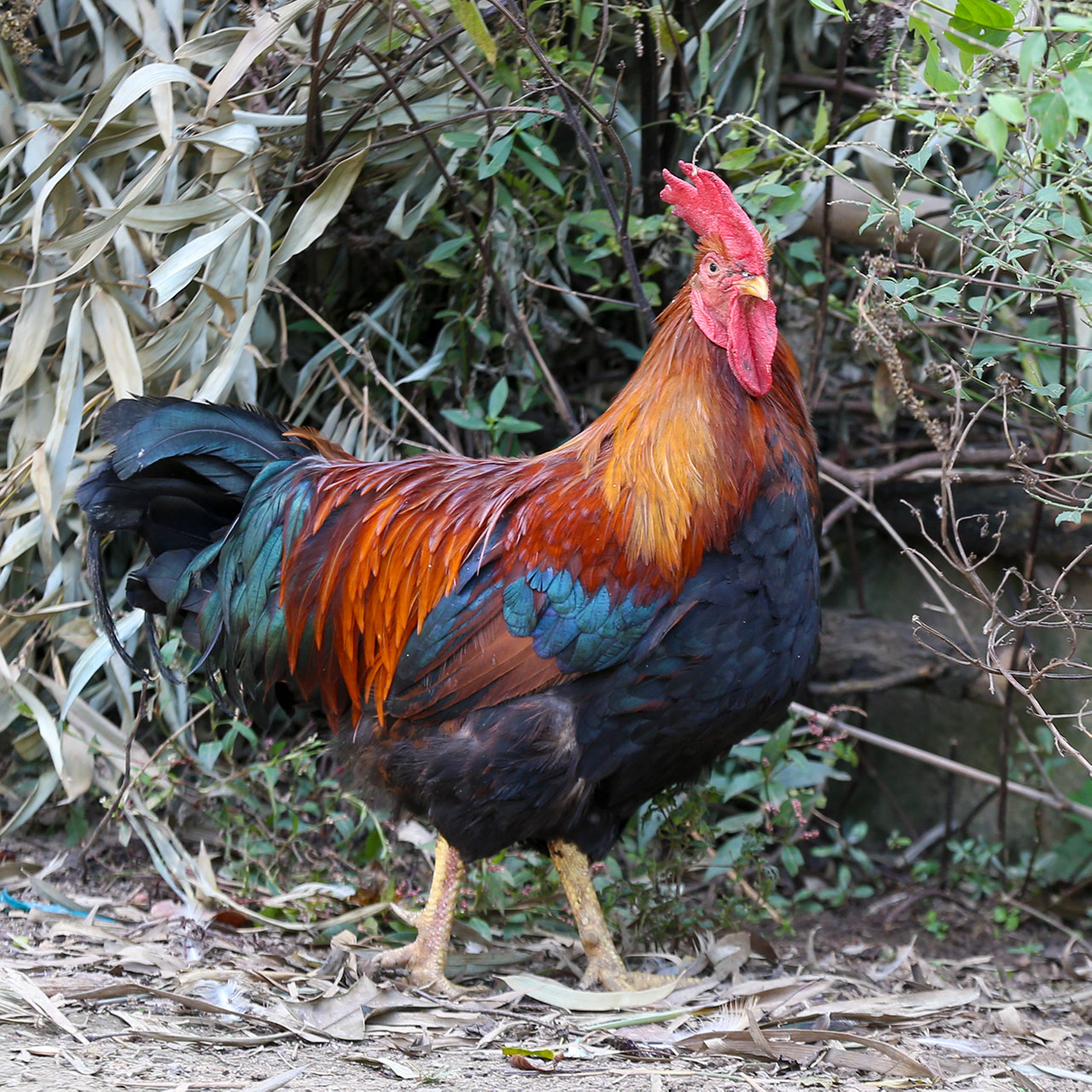 农家散养三年土鸡正宗老公鸡纯粮食喂养5-6斤大公鸡现杀顺丰包邮