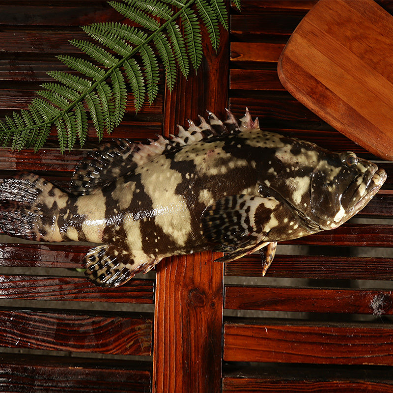 每日现捕现卖新鲜野生海鲜水产深海捕捞大龙斑鱼