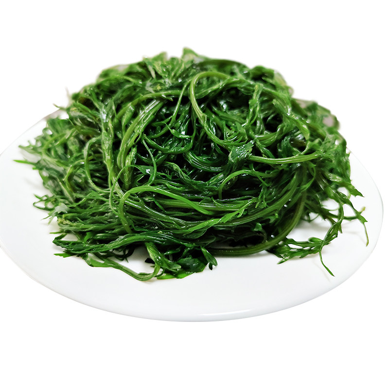 鞭炮新鲜海藻羊栖火锅凉拌拌菜海草火炮长寿海带