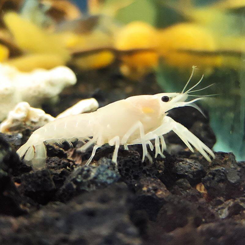 鳌虾宠物人工天空蓝魔魔龙淡水观赏火山破坏者观赏虾蟹等饲料