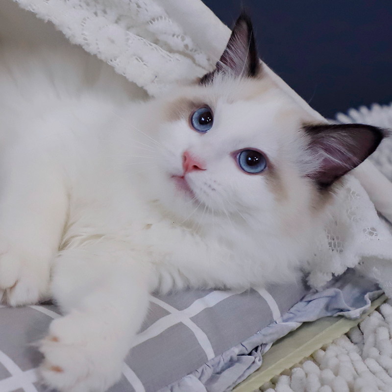 布偶猫幼猫纯种布偶猫赛级波斯系布偶蓝眼睛仙女猫宠物猫猫咪活物