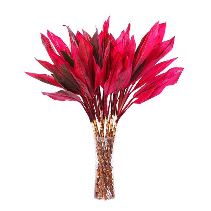 水培富贵竹室内水养花卉盆栽紫株金边转运竹包绿植