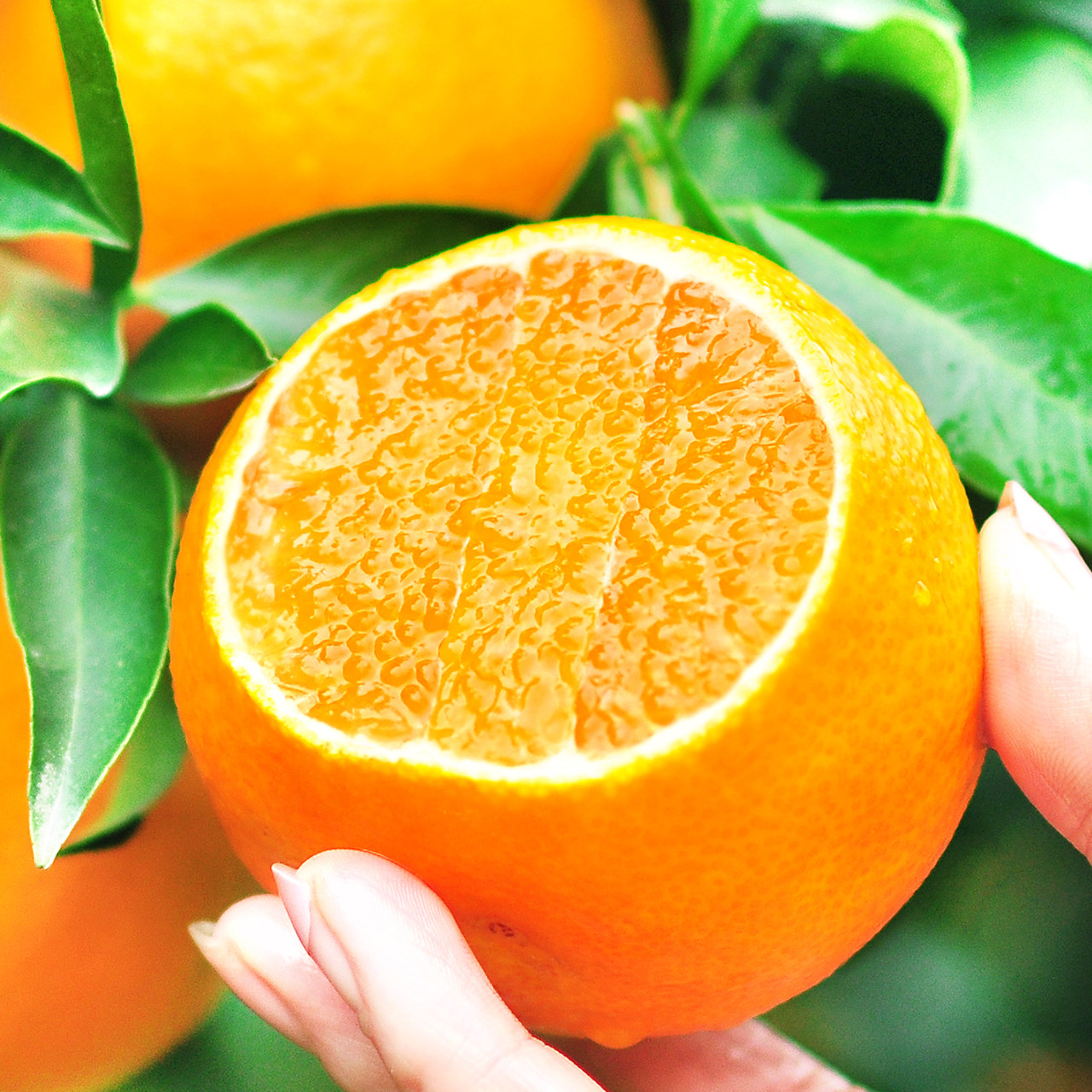 精品云南武鸣特级斤包邮柑沃20斤纯大果一级橘子10新鲜正宗甜广西