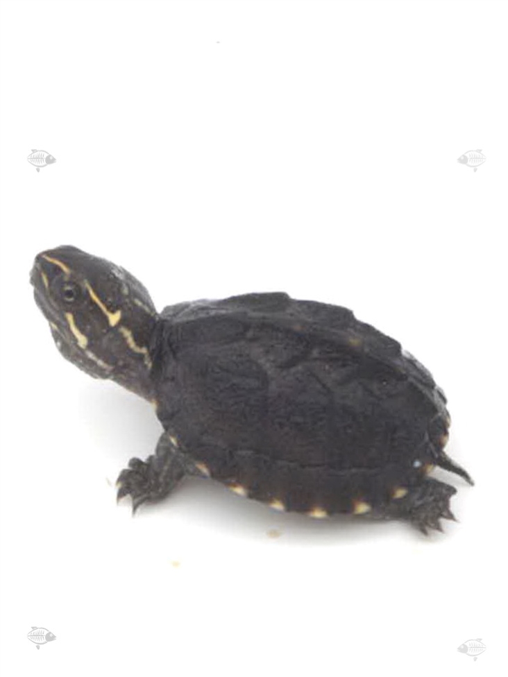 宠物观赏龟头头盔龟鱼混养鱼缸观赏鱼活体姐姐龟