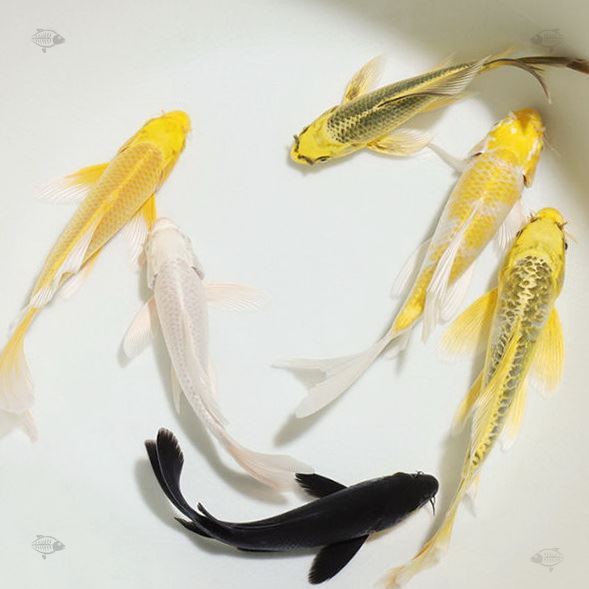 好养活鱼招财长尾鱼苗体长冷水锦鲤金鱼活体鱼