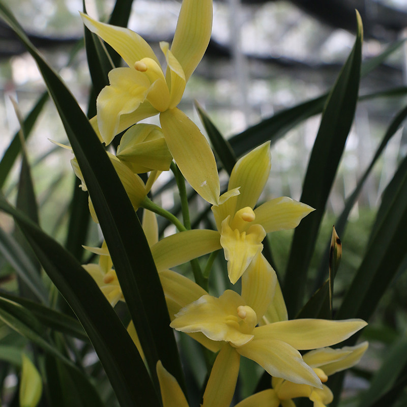 兰花翁源花苗金边神童童冠好养浓香香型四季时令草本花卉