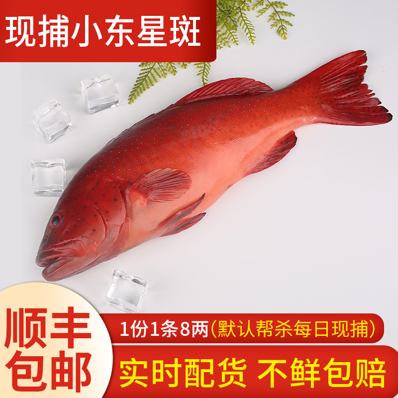 渔民海鲜400g石斑鱼斑红东星小东水产野生新鲜斑鱼