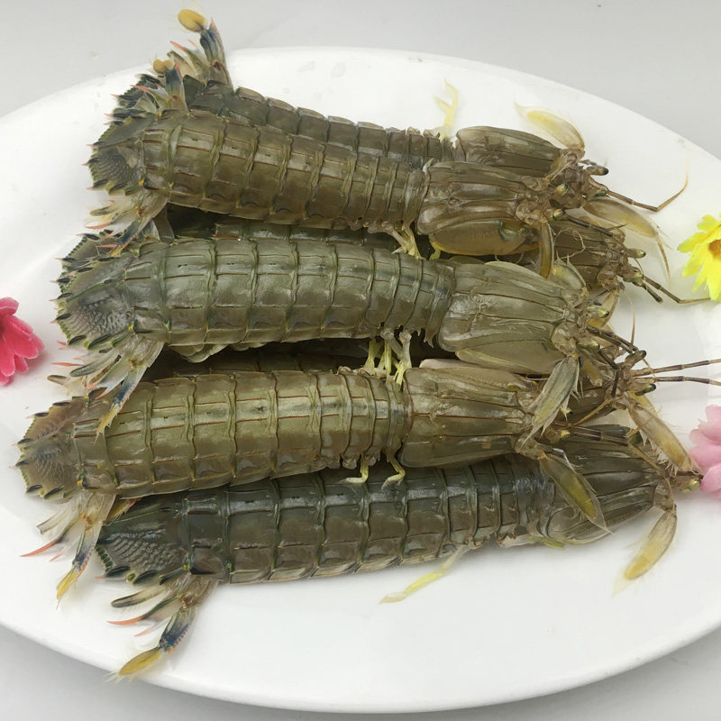 新鲜顺丰包邮皮皮虾虾姑野生琵琶虾虾濑尿海鲜活虾