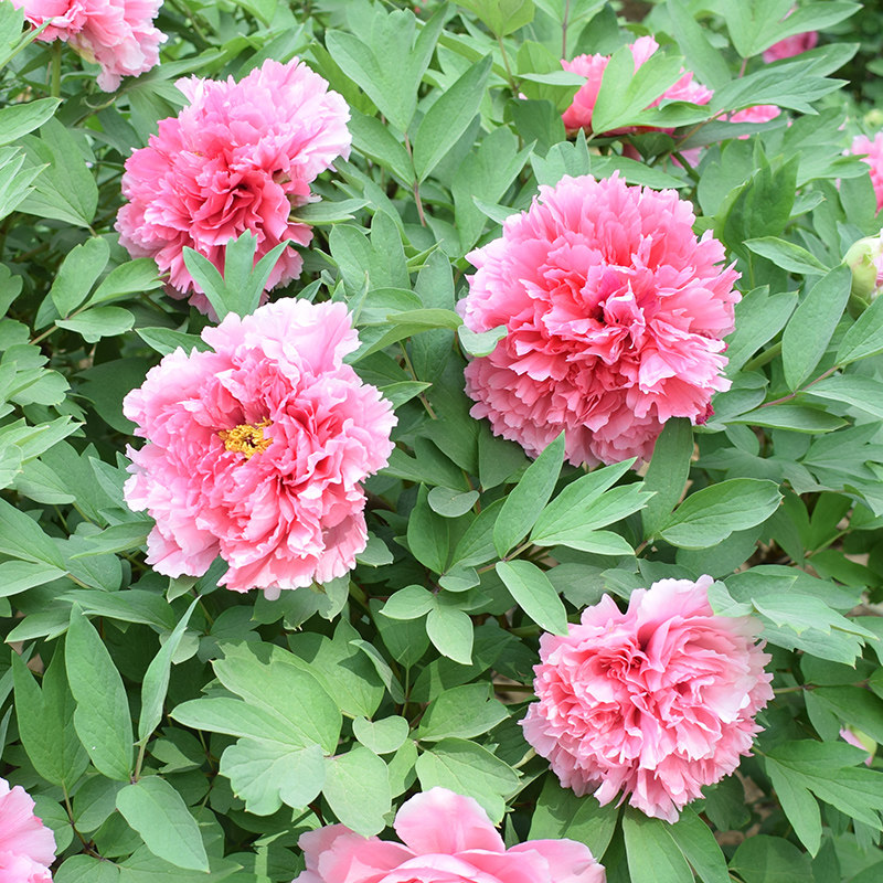 正宗洛阳牡丹花苗大苗观赏重瓣大花牡丹王四季花卉绿植物庭院地栽