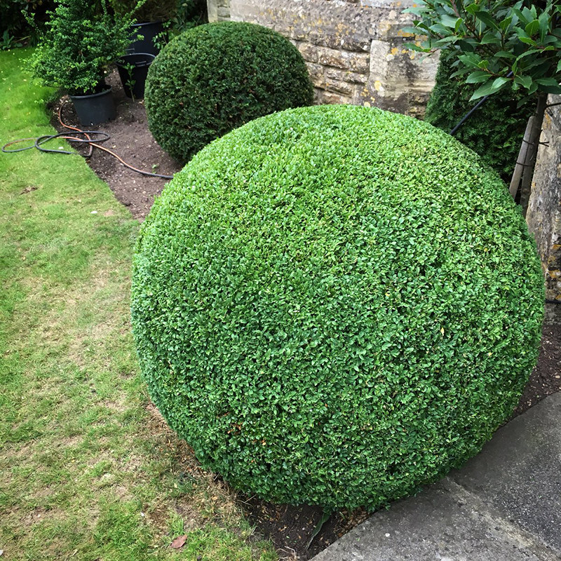 女贞金叶别墅庭院绿化球形植物小叶树苗金森观叶
