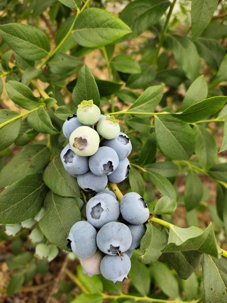 新鲜蓝莓有机野生鲜果中果王蓝莓水果包邮500g蓝莓