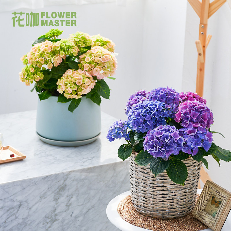 绣球植物花咖花盆盆栽花苞阳台庭院开花小型花卉