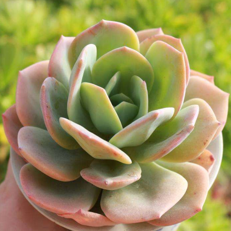 白凤多四季绿植室内办公室办公品种不含稀有新手多肉植物