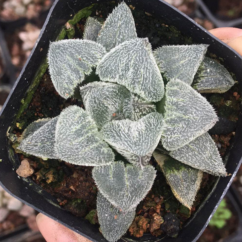 雪姬多肉植物组合盆栽稀有品种老桩新款含盆多肉植物