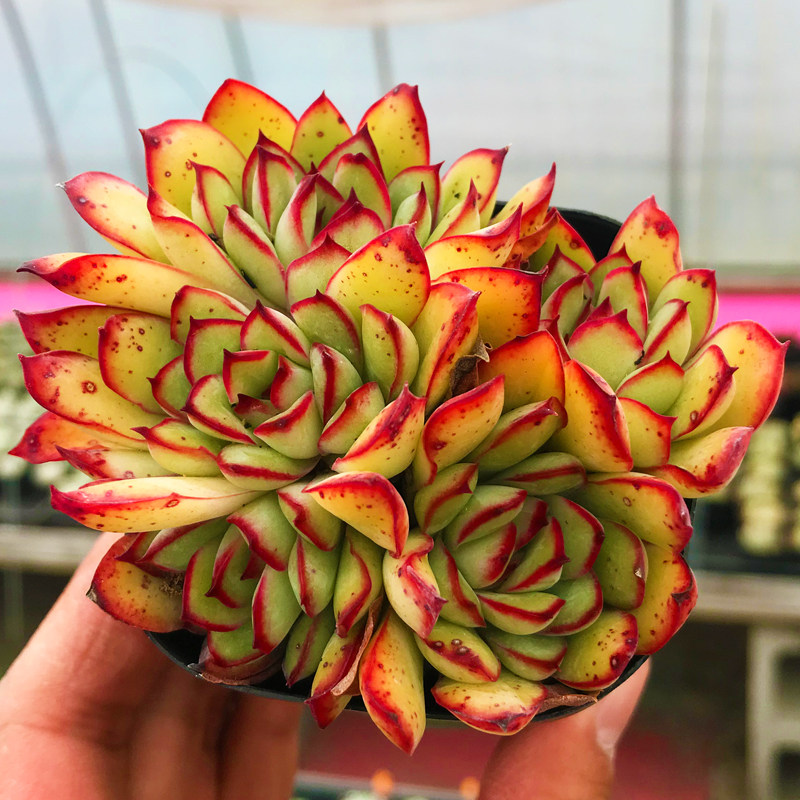 多肉植物墨西哥红边灵影群生多头办公室室内阳台多肉植物