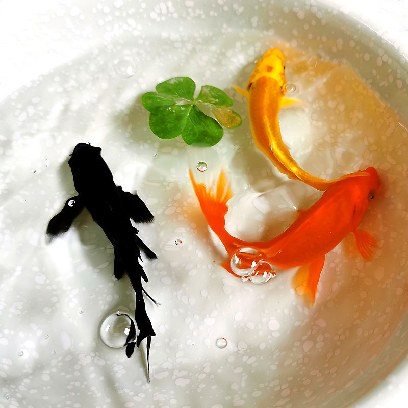 冷淡水活体观赏鱼纯种纯色锦鲤鱼招财好活易养渔场活鱼镇宅改运