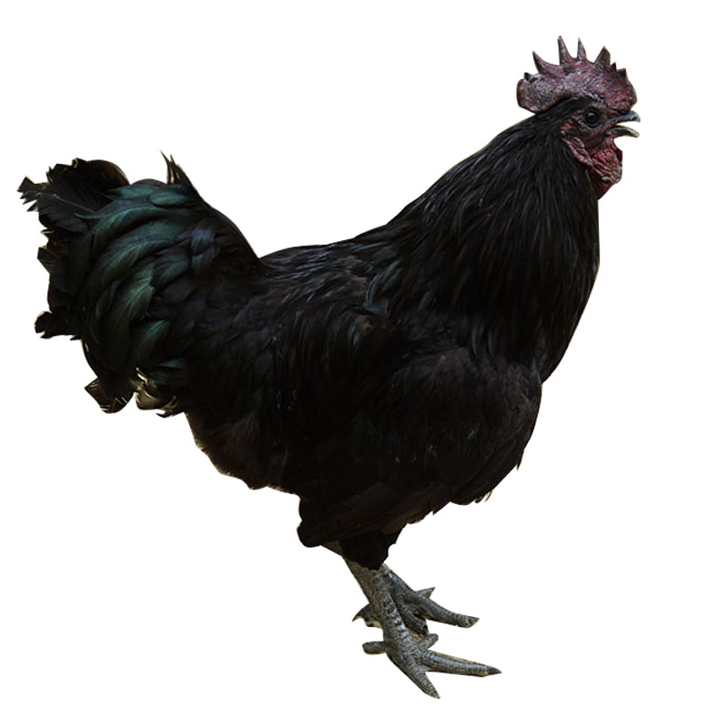 蛋鸡五黑农家散养现杀白条公鸡母鸡绿壳月子鸡皮纸