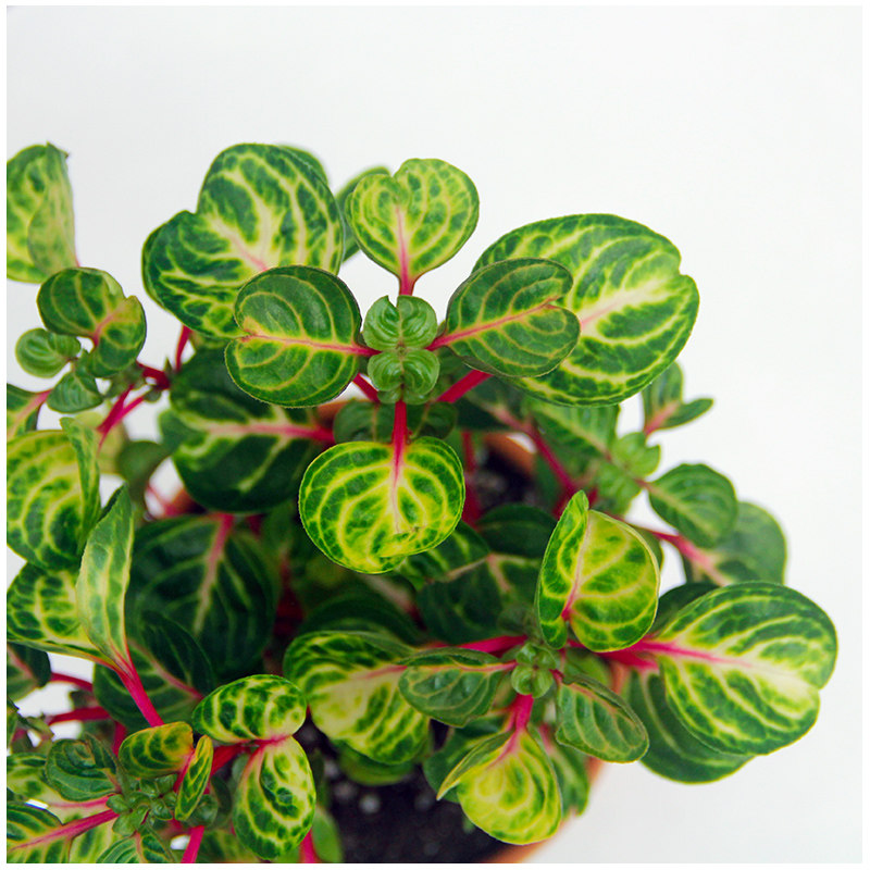 植物网红锦叶雪苋盆栽荷兰进口冰雪奇缘桌面绿植