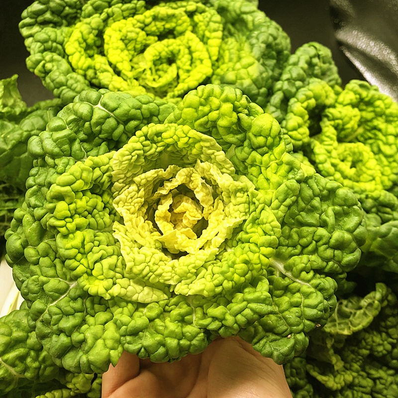 乌塌菜新鲜黄心乌乌塌菜小白菜油菜青菜卷心乌奶白菜时令蔬菜5斤