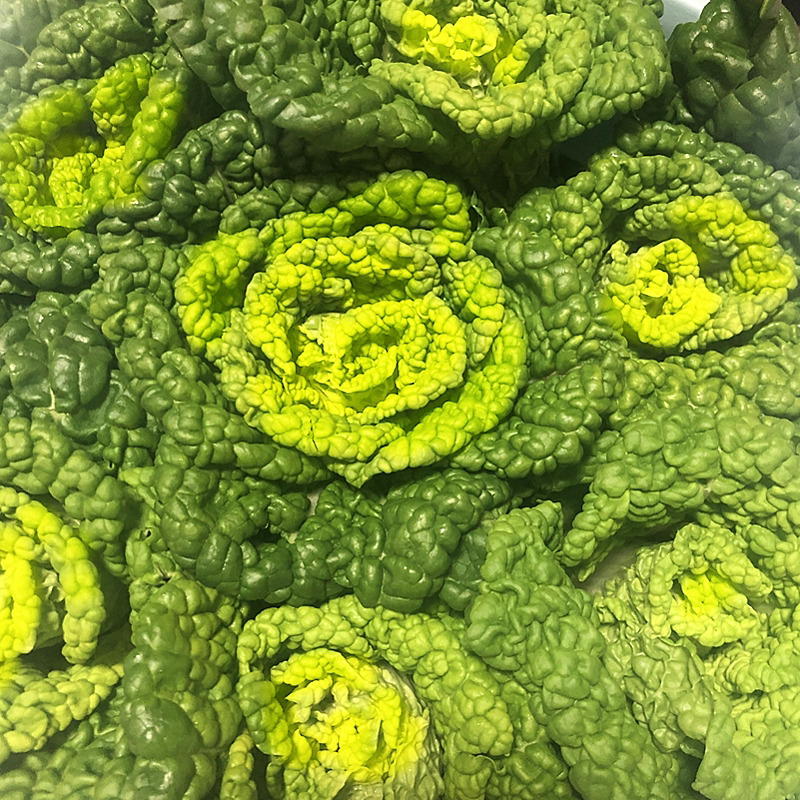 乌塌菜新鲜黄心乌乌塌菜小白菜油菜青菜卷心乌奶白菜时令蔬菜5斤