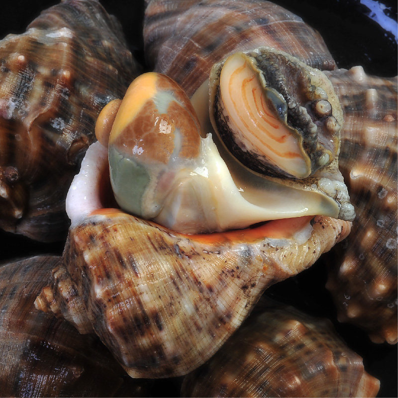 海螺鲜活野生海鲜水产大海小海螺非即麻辣香螺海螺