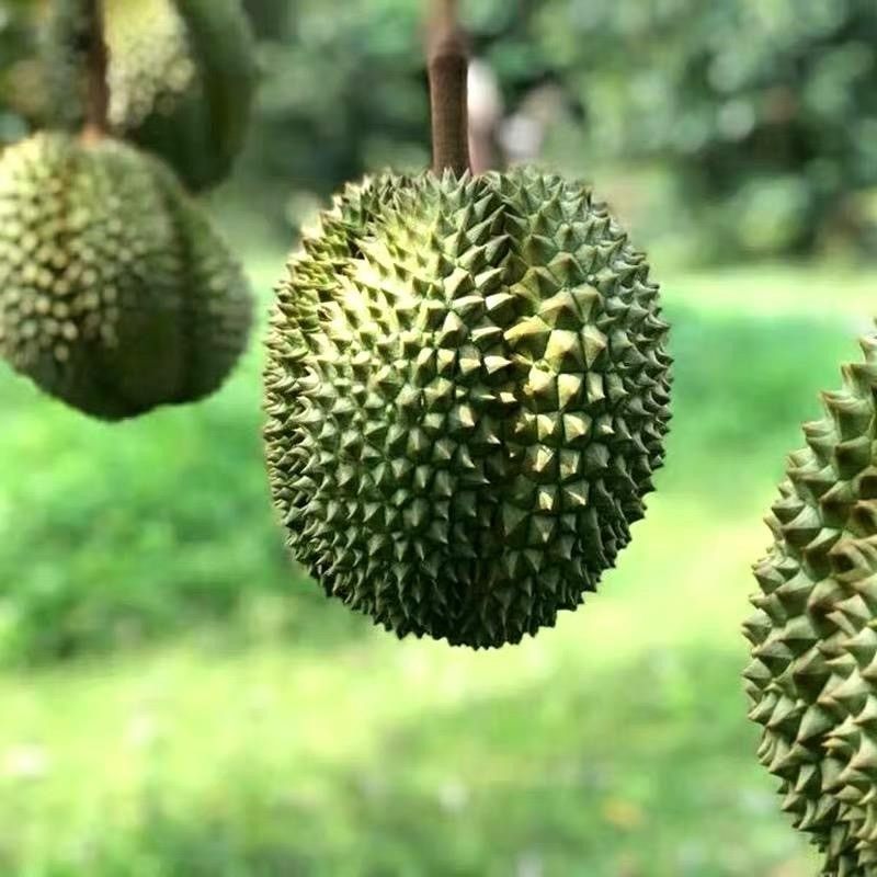 榴莲泰国猫山王长柄210斤新鲜水果整个带壳软糯手机保护套