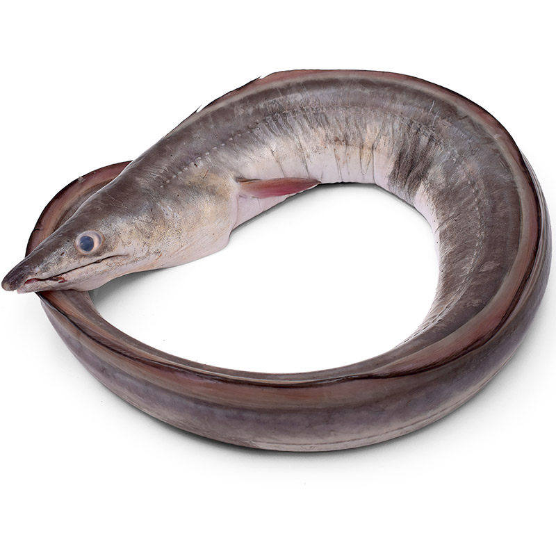 鳗鱼新鲜海海鲜鲜活水产冷冻舟山深海海整条冰冻鳗鱼