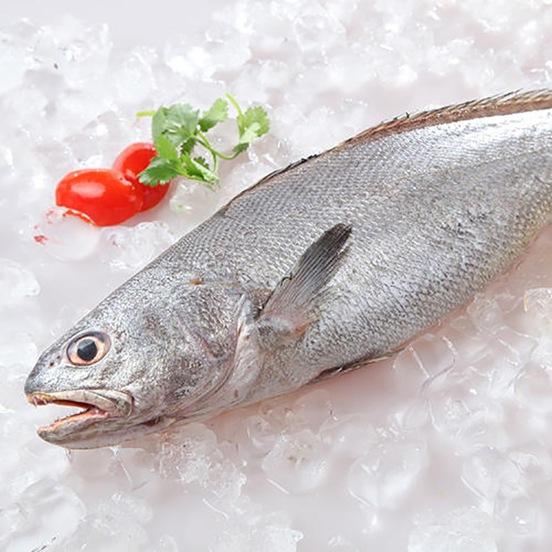 米鱼舟山海捕野生鮸鱼米鱼新鲜鱼类东海米鱼鲜活冷冻