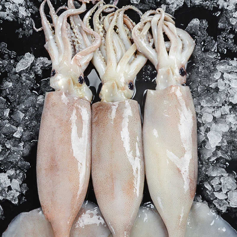 新鲜大鱿鱼仔整只鲜活冷冻舟山生鲜冻鱿鱼须烧烤铁板尤鱼海鲜水产